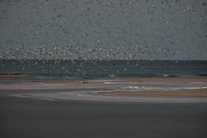 clean oil off birds