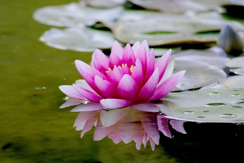 get rid of pond algae
