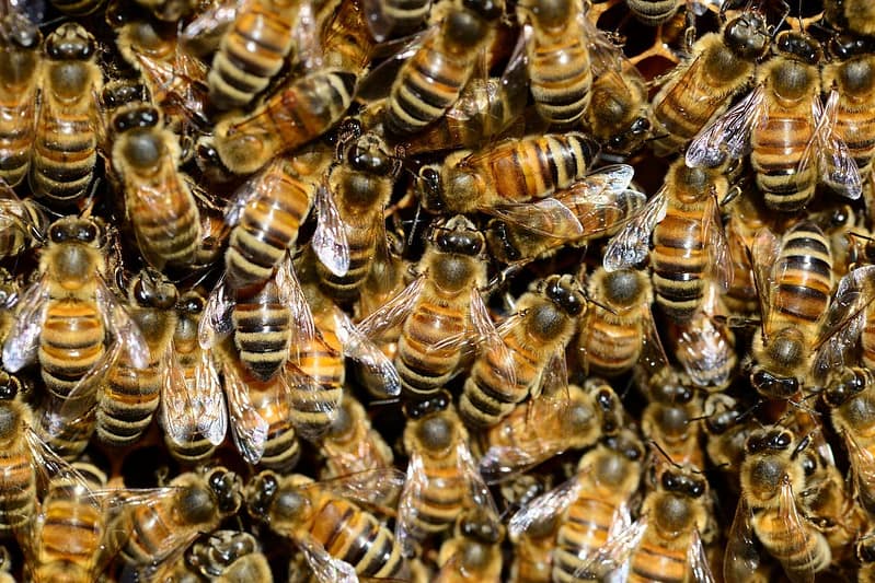 How To Identify A Poisonous Insect