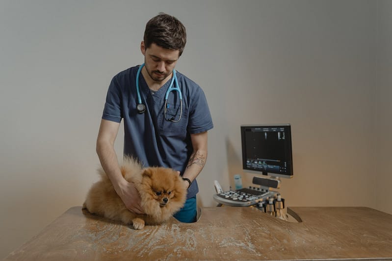 take care of an unusual pet